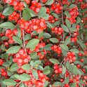 Cotoneaster pannosus fruits P17 (2)